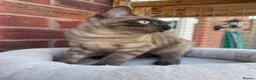 Bengal cats for sale: Beautiful Health Tested Bengals - Advert 5