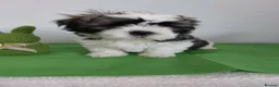 Shih Tzu dogs for sale: Beautiful Shih Tzu Puppies 💛💚❤️🩷 - Advert 3