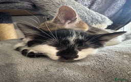 Mixed Breed cats for sale: 1 female left-Gorgeous Bengal X British Shorthair  - Advert 3