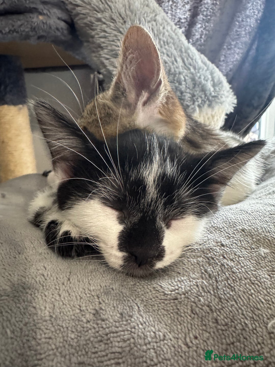 Mixed Breed cats for sale: 1 female left-Gorgeous Bengal X British Shorthair  - Advert 3