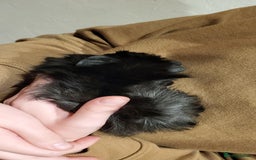 Guinea Pig rodents for sale: Female Guinea Pig - Image 2