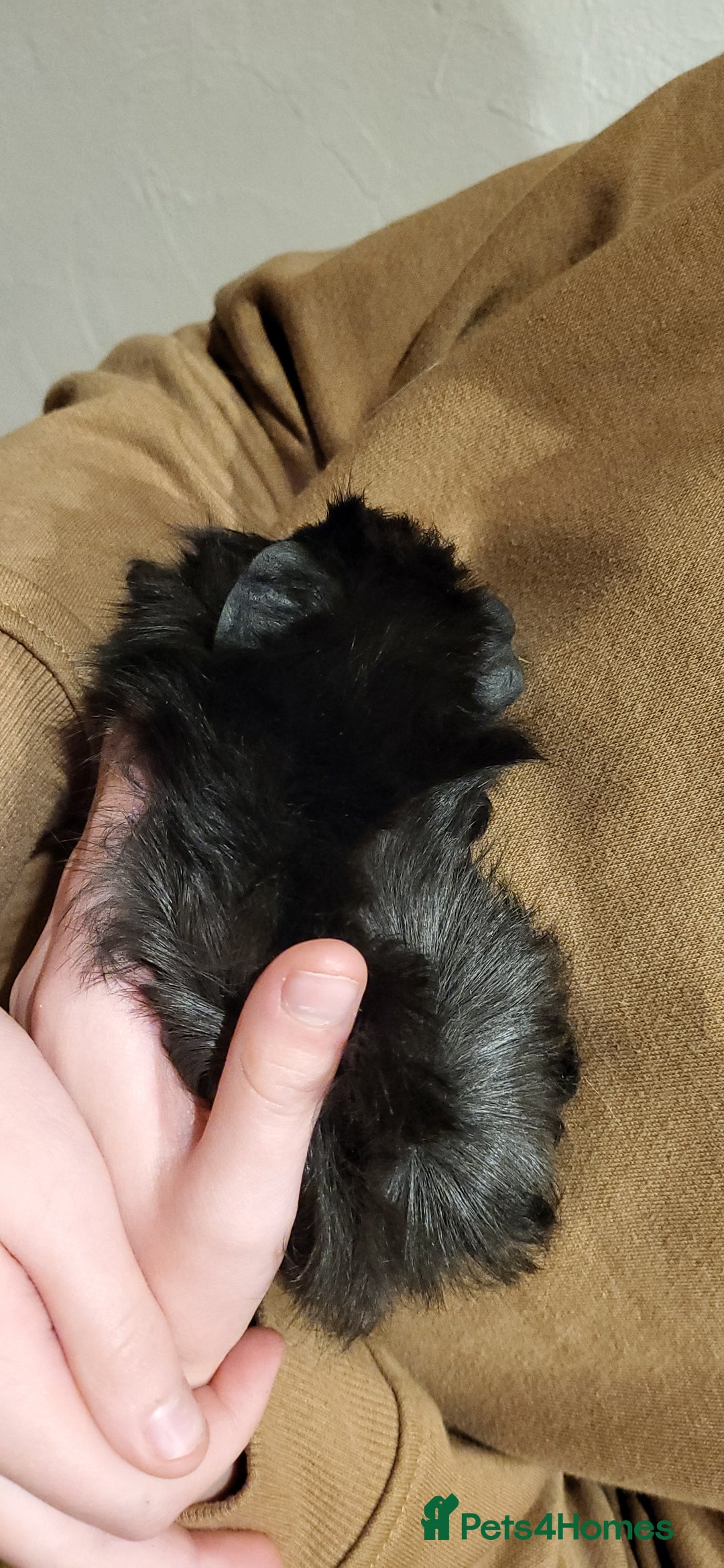 Guinea Pig rodents for sale: Female Guinea Pig - Image 2