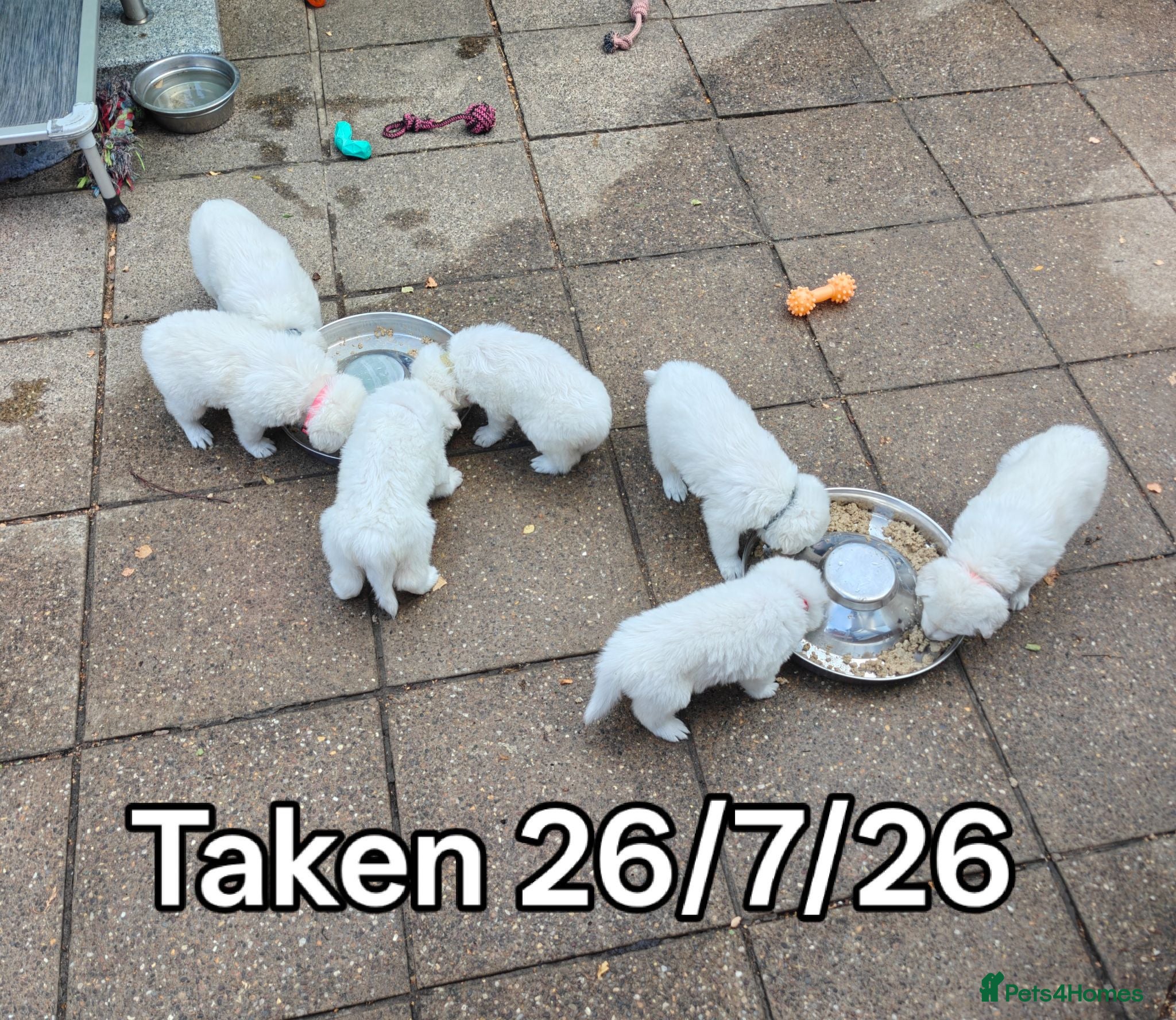 White Swiss Shepherd dogs Stunning KC reg long-coated White Swiss Shepherd - Advert 1