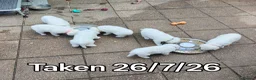 White Swiss Shepherd dogs for sale: Stunning KC reg long-coated White Swiss Shepherd - Advert 22