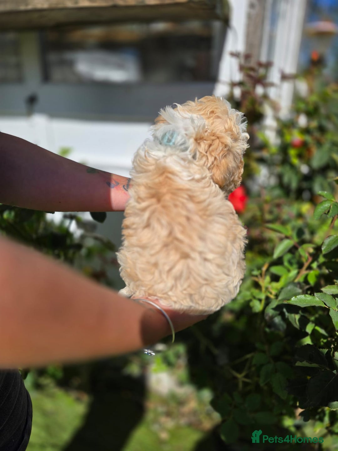 Cockapoo dogs for sale: F1 working cockapoo puppies - Image 17