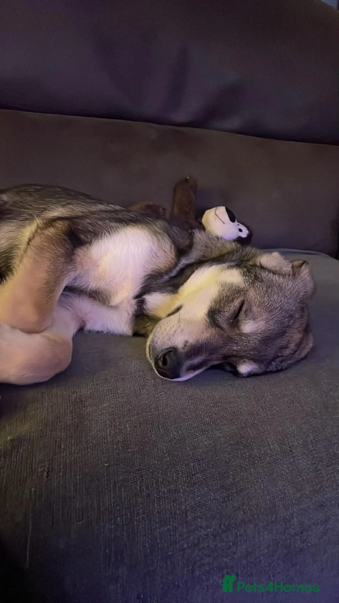 Mixed Breed dogs for adoption: Kassie  in Norwich - Advert 2