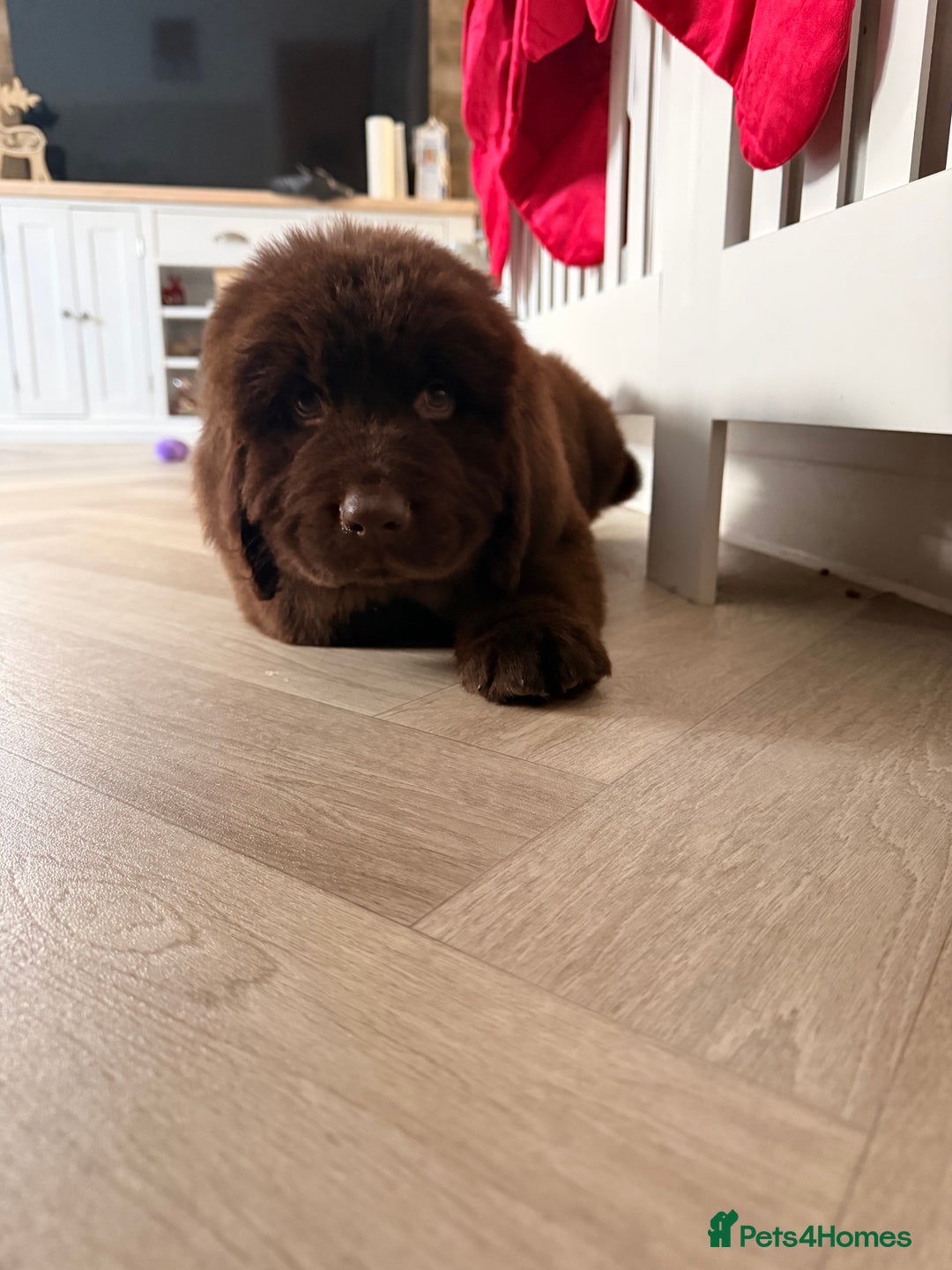 Newfoundland dogs for sale: Kc Registered & health tested Newfoundland Puppies - Advert 3