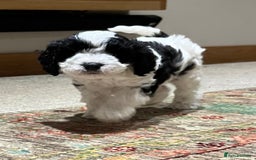 Cavapoo dogs for sale: Perfect family Cavapoos. Home raised, ready 28 Oct - Image 14