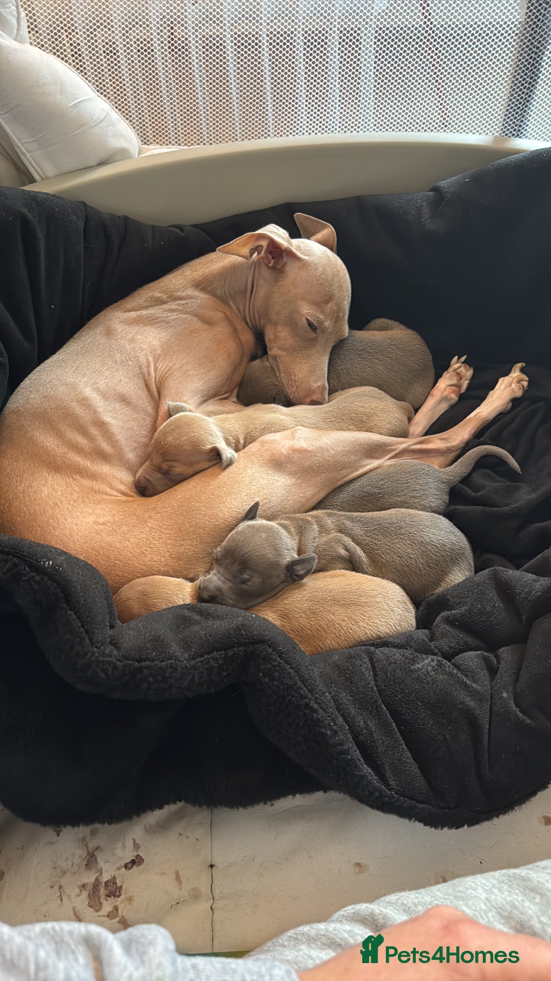 Italian Greyhound dogs for sale: Italian Greyhound Puppies – Champion Bloodlines - Advert 1