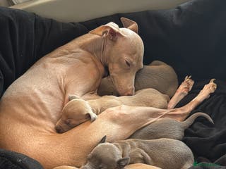 Italian Greyhound dogs Italian Greyhound Puppies – Champion Bloodlines - Advert 1