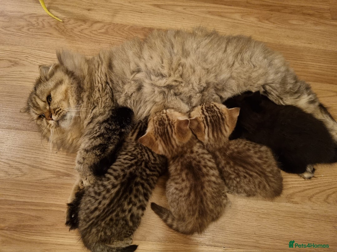 British Shorthair cats for sale: GCCF Purebred BSH kittens - Advert 9