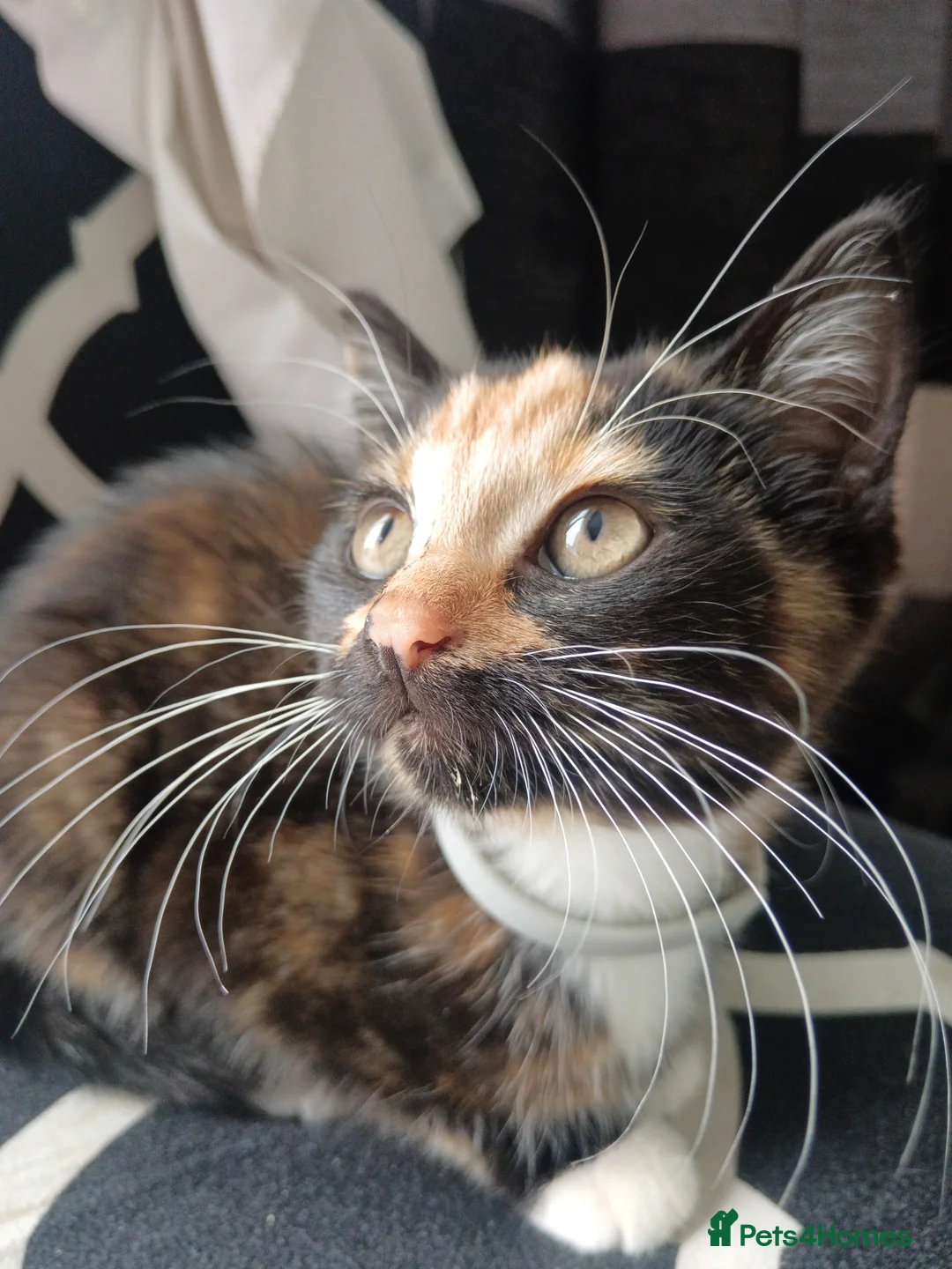 Mixed Breed cats for sale: Kitten  - Advert 2
