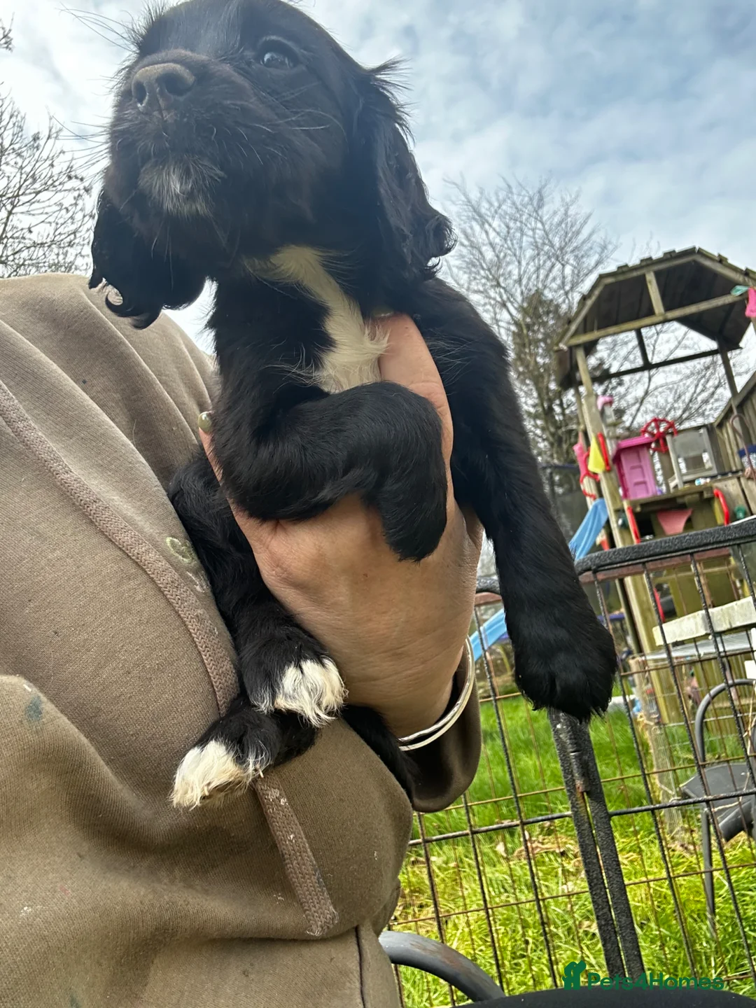 Sprocker dogs for sale: Two beautiful Sprocker Girls  - Advert 3