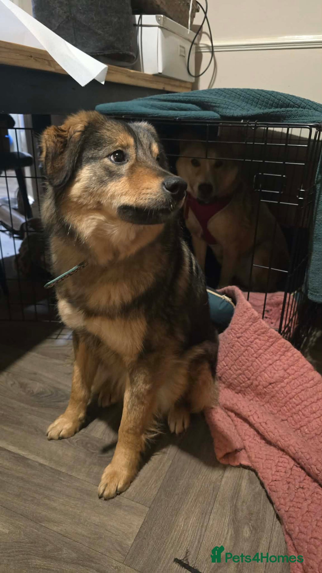 Mixed Breed dogs for adoption: Twinkle for adoption - Advert 5