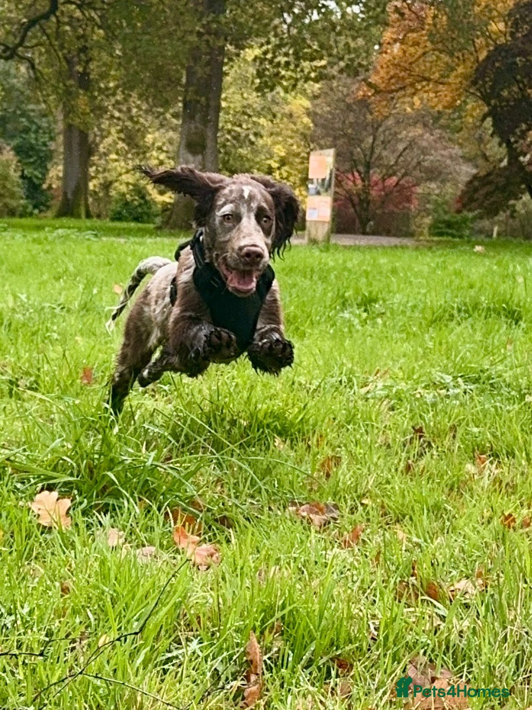 Cocker Spaniel dogs for sale: Cocker Spaniel Roam  - Advert 3