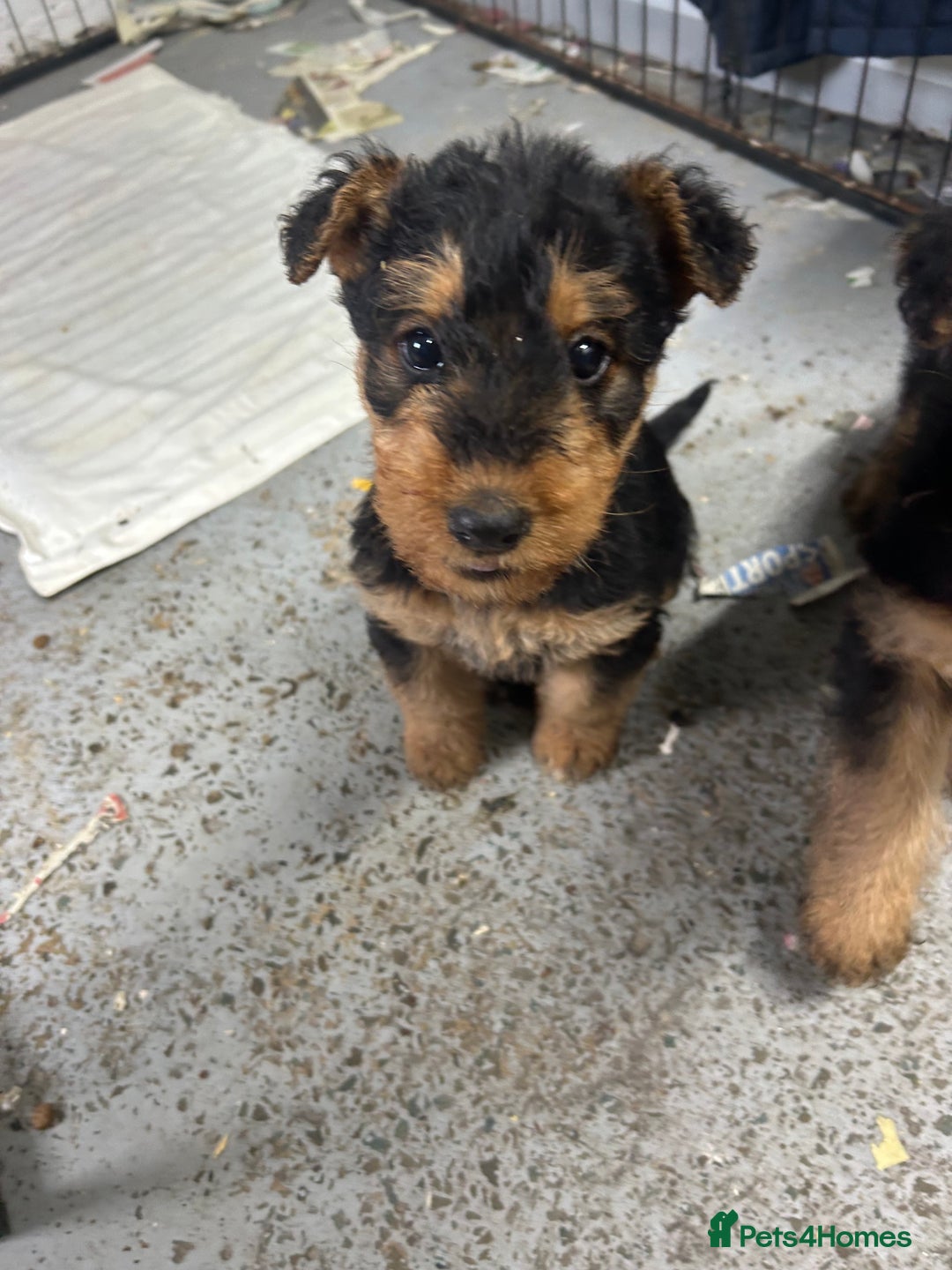 Airedale Terrier dogs for sale: Quality KC registered female puppy available  - Advert 4