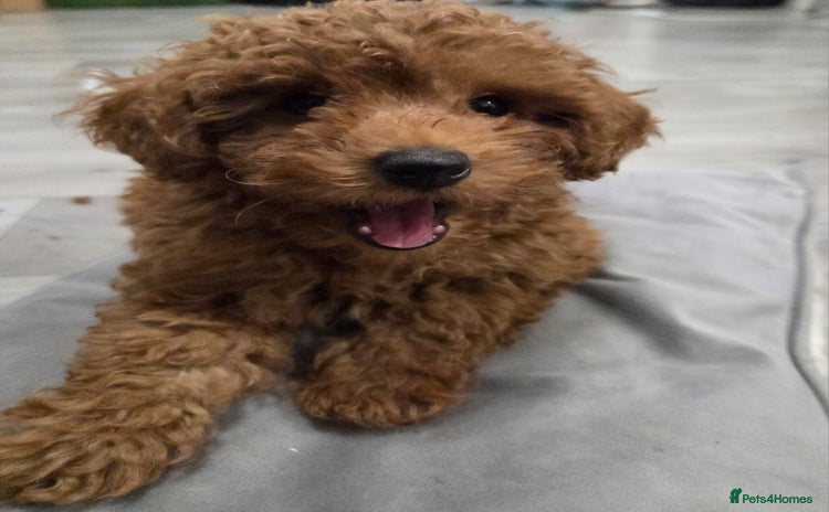 Toy Poodle dogs - Advert 6