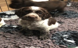 Cocker Spaniel dogs for sale: Gorgeous Working Cocker Spaniel puppies - Image 6