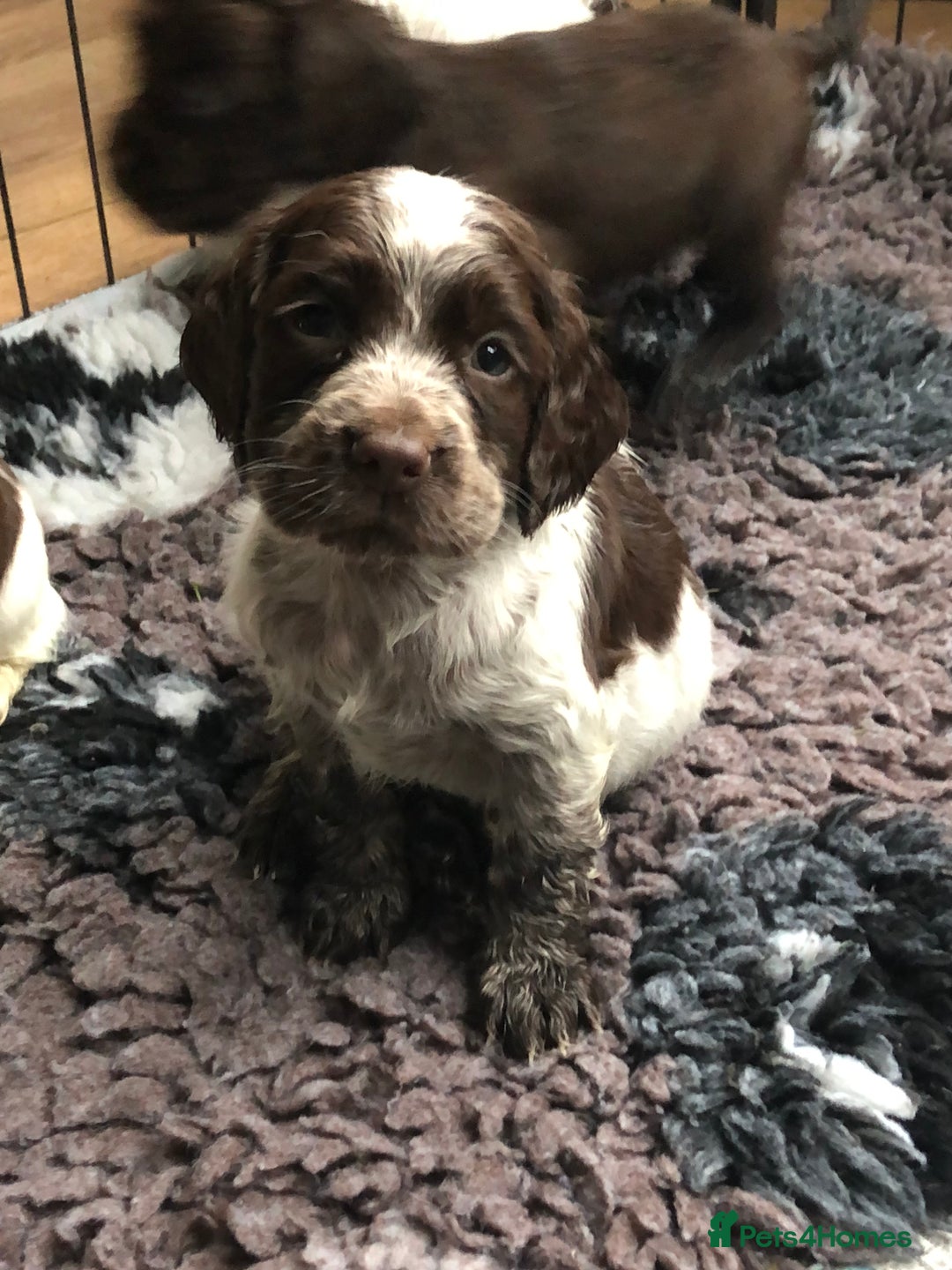 Cocker Spaniel dogs for sale: Gorgeous Working Cocker Spaniel puppies - Image 6