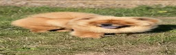 Chow Chow dogs for stud: Nevis – Proven Chow Chow Stud | AI Only in Canterbury - Advert 5
