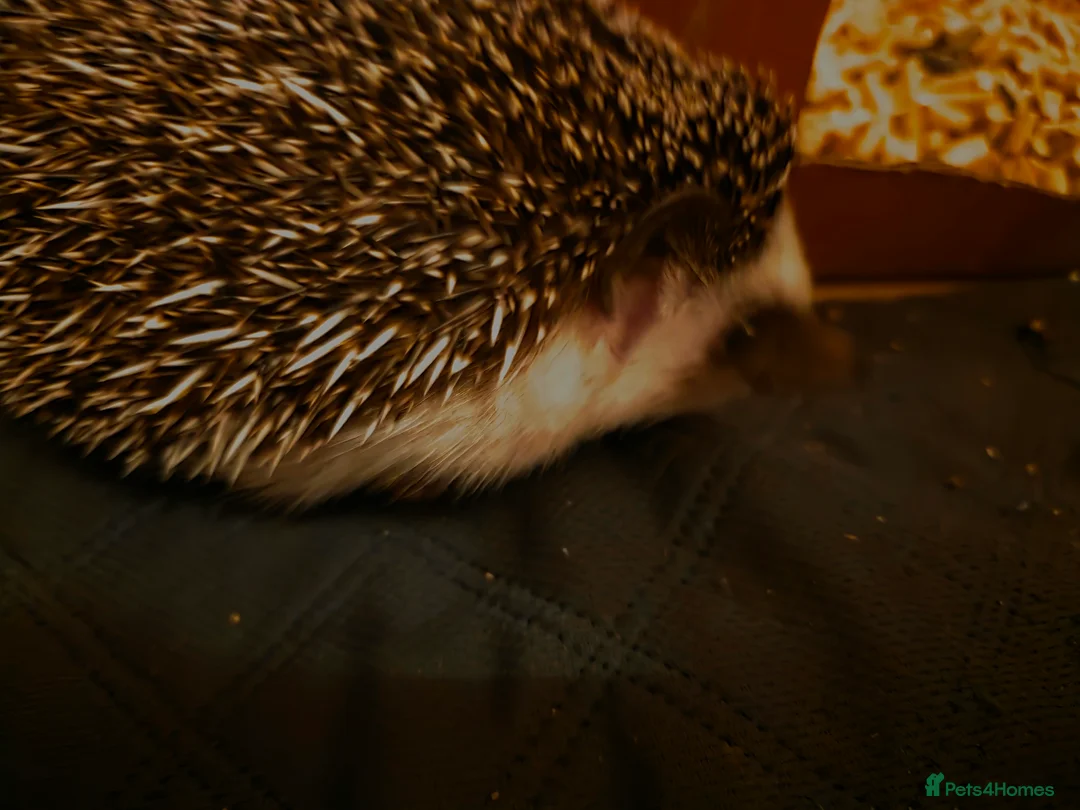 Pygmy Hedgehog rodents for sale: African Pygmy Hedgehog + Enclosure - Advert 6