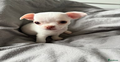 Chihuahua dogs - Advert 14