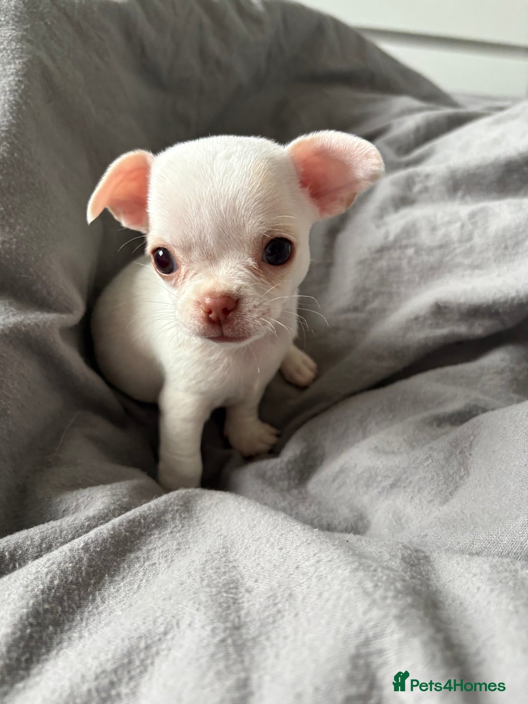 Chihuahua dogs for sale: Tiny chihuahua girl smooth coat - Image 2