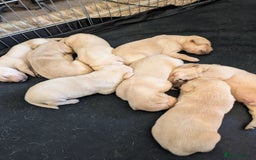 Labrador Retriever dogs for sale: Gorgeous Labrador puppies - Image 3