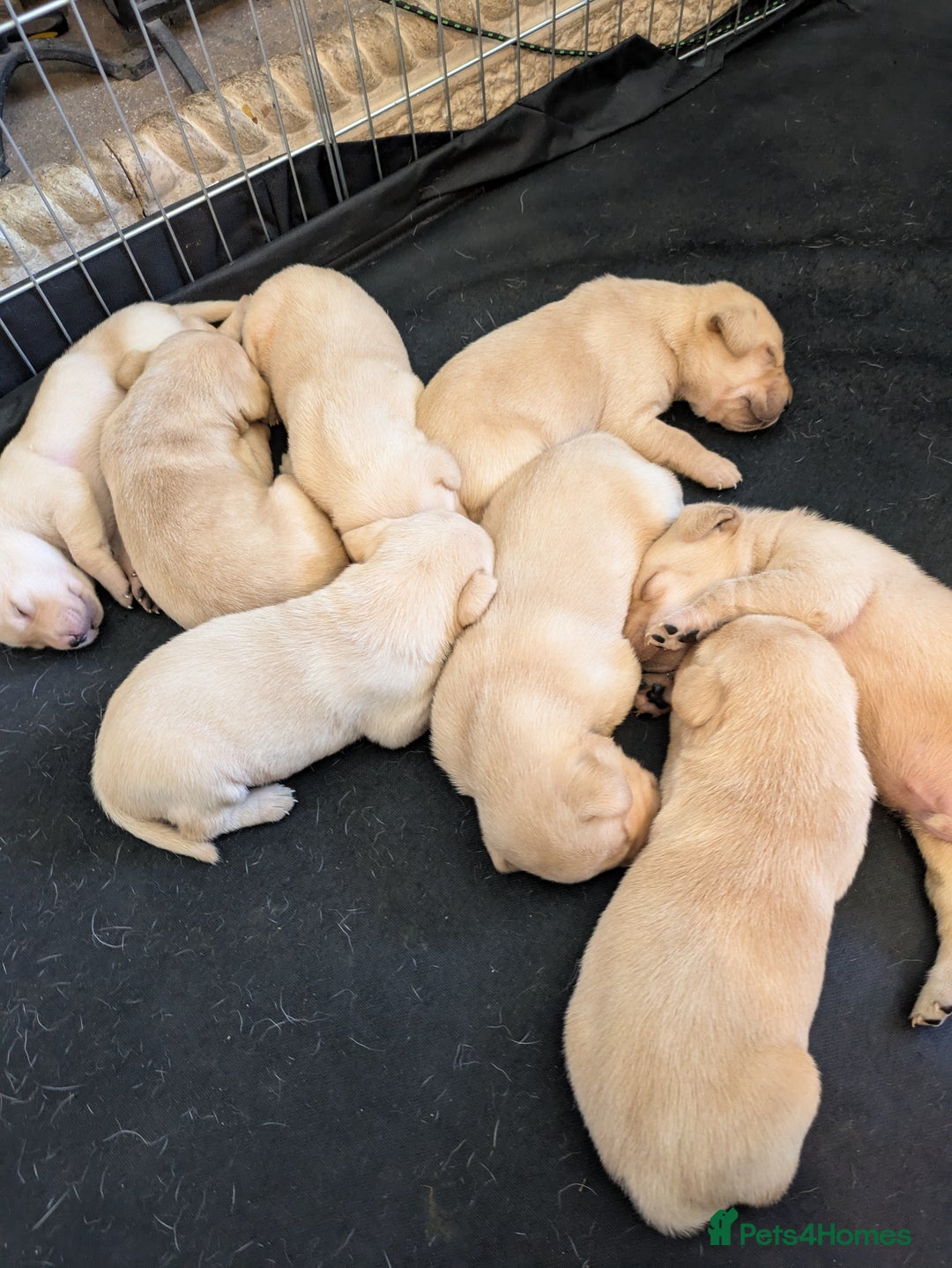 Labrador Retriever dogs for sale: Gorgeous Labrador puppies - Image 3