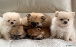 Pomeranian dogs for sale: Pomeranian  puppies  - Image 20