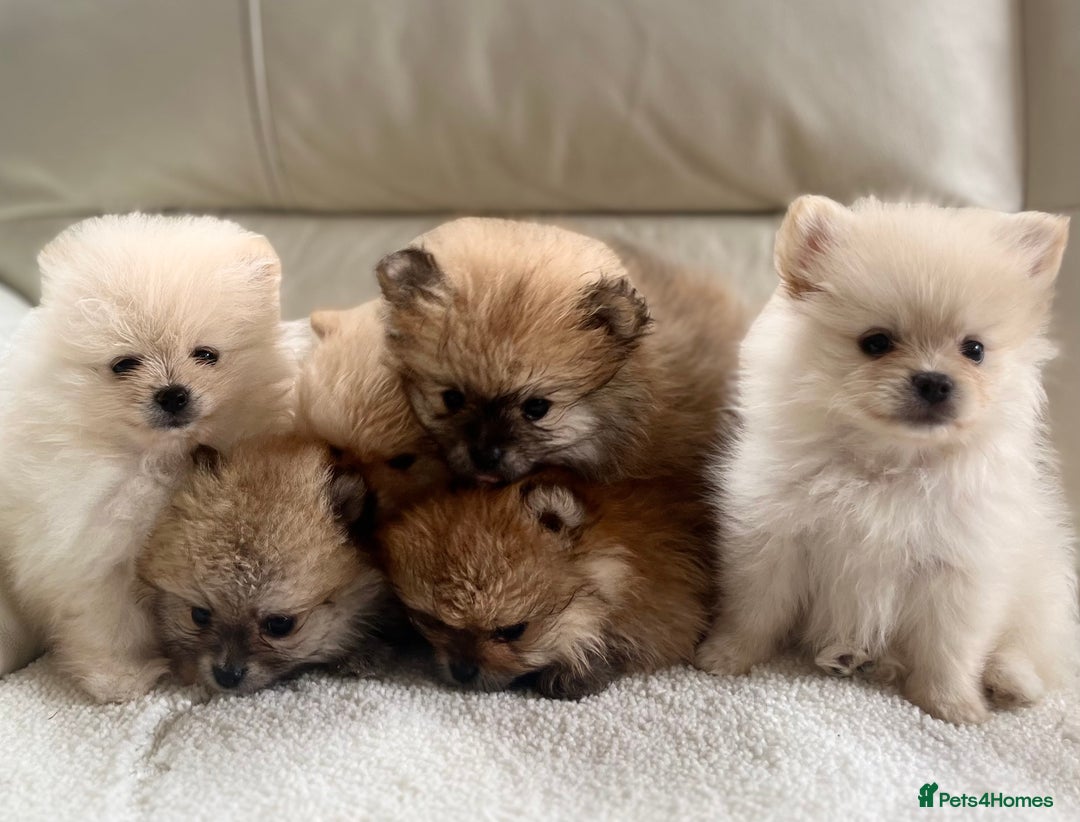 Pomeranian dogs for sale: Pomeranian  puppies  - Image 20