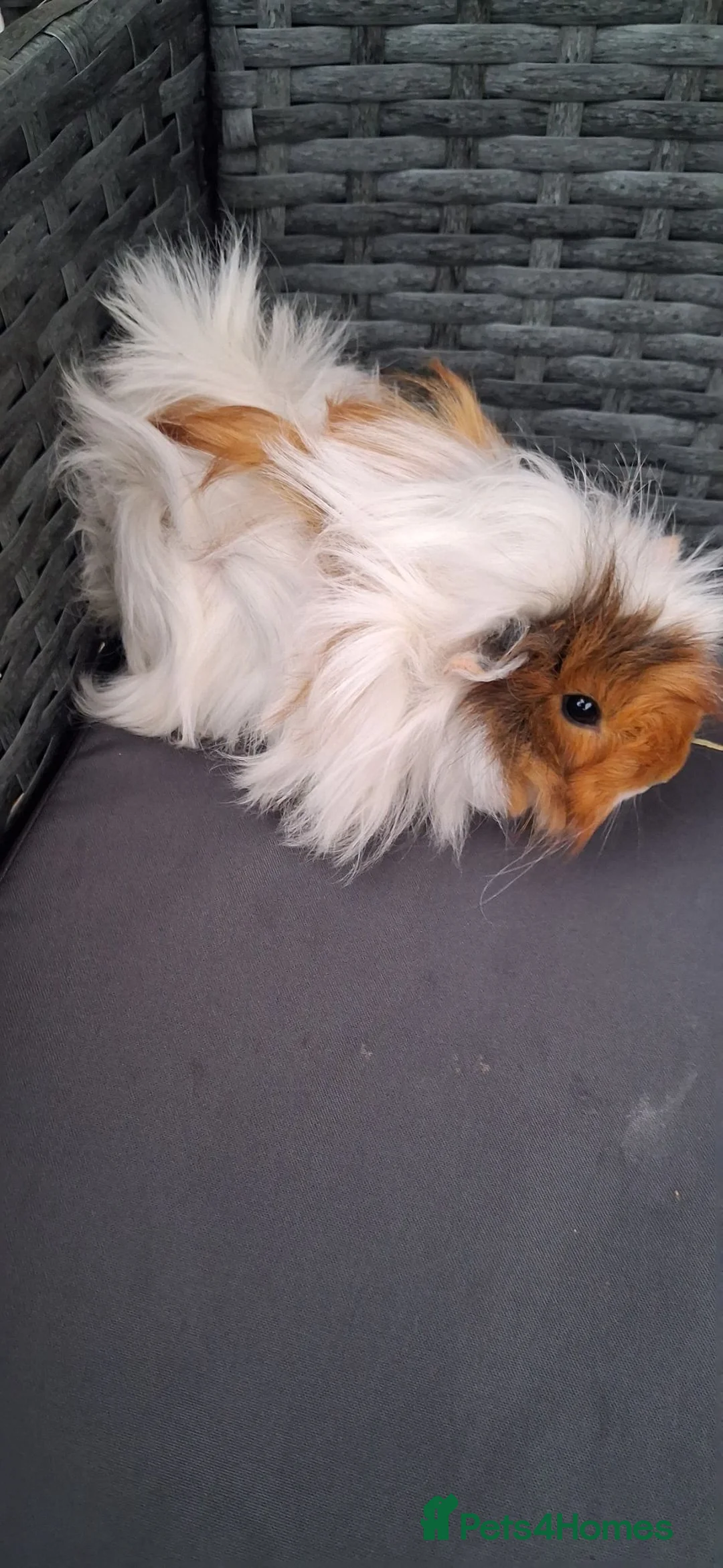 Guinea Pig rodents for sale: Baby girl guinea pigs - Advert 21