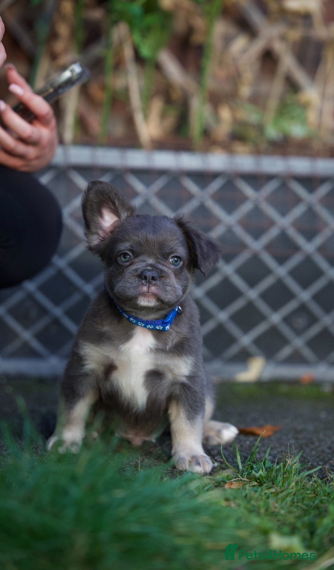 French Bulldog dogs for sale: Fluffy French bulldogs pending pink & testable  - Image 16