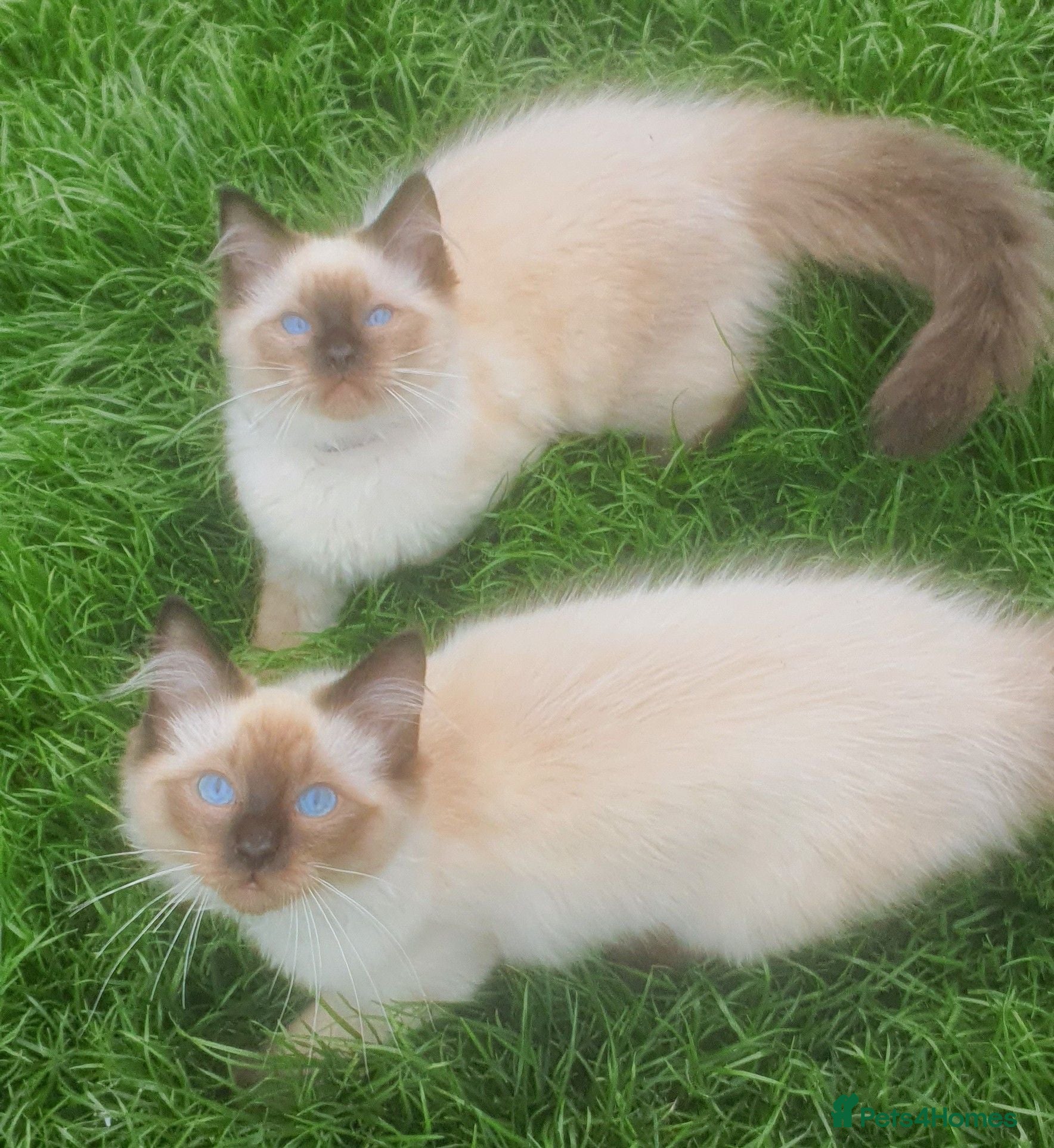 Ragdoll cats Stunning Ragdoll kittens  - Advert 13