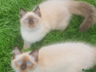Ragdoll cats Stunning Ragdoll kittens - Advert 1