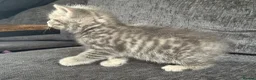 Mixed Breed cats for sale: 🐾 Beautiful British Shorthair Cross Kittens 🐾 - Advert 12