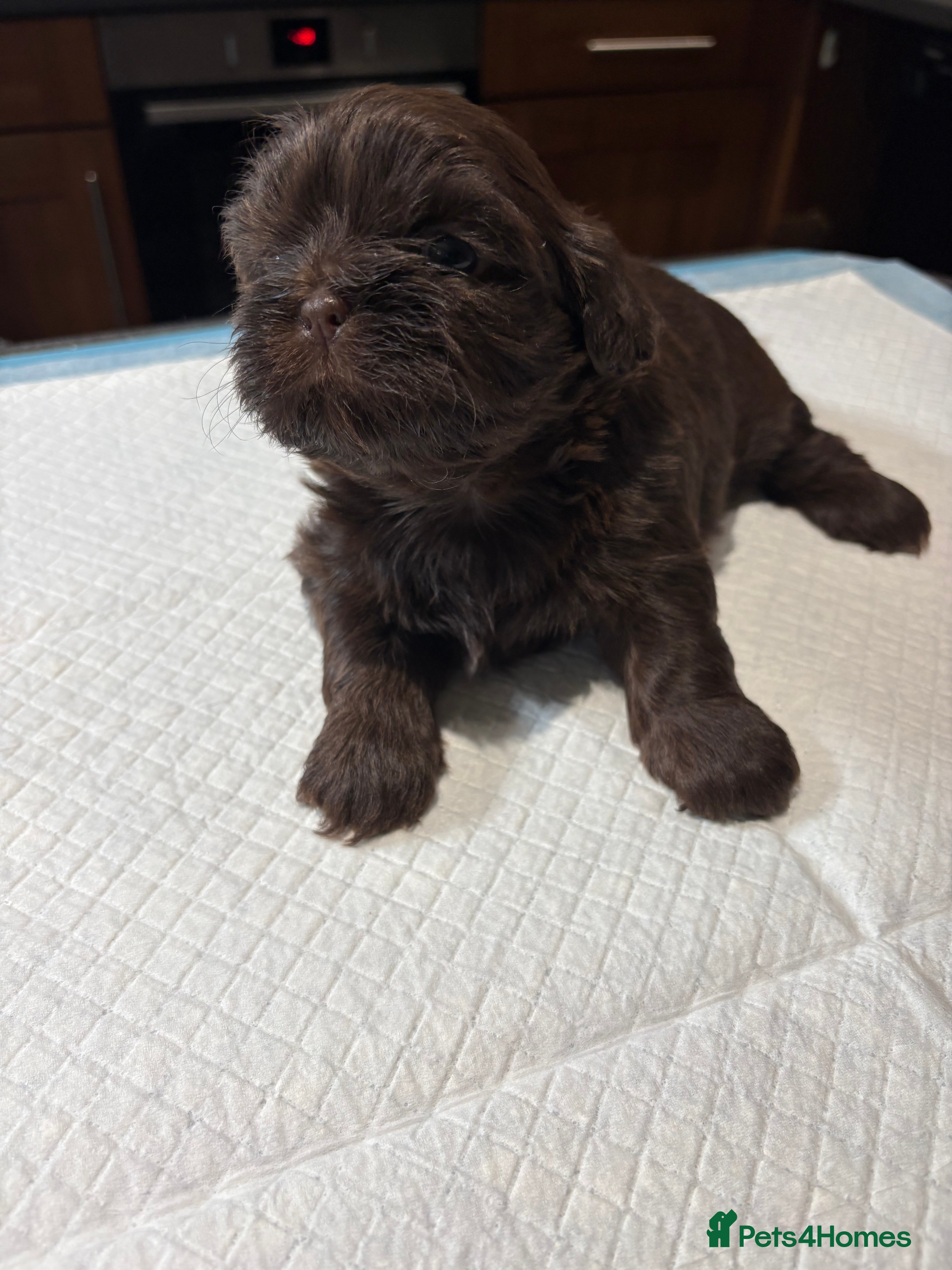 Shih Tzu dogs Karashishi shih tzu - Advert 3