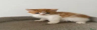 Turkish Angora 1