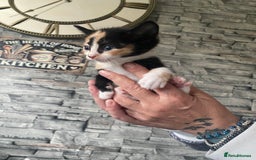 Mixed Breed cats for sale: Beautiful little kittens looking for forever home  - Image 1