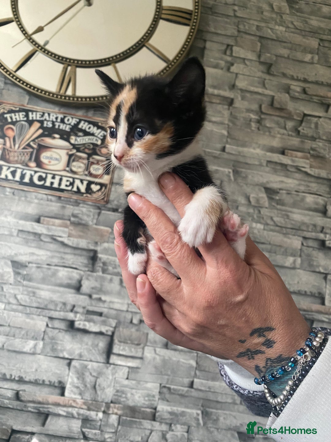 Mixed Breed cats for sale: Beautiful little kittens looking for forever home  - Image 1