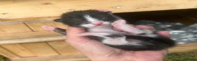 Mixed Breed 3