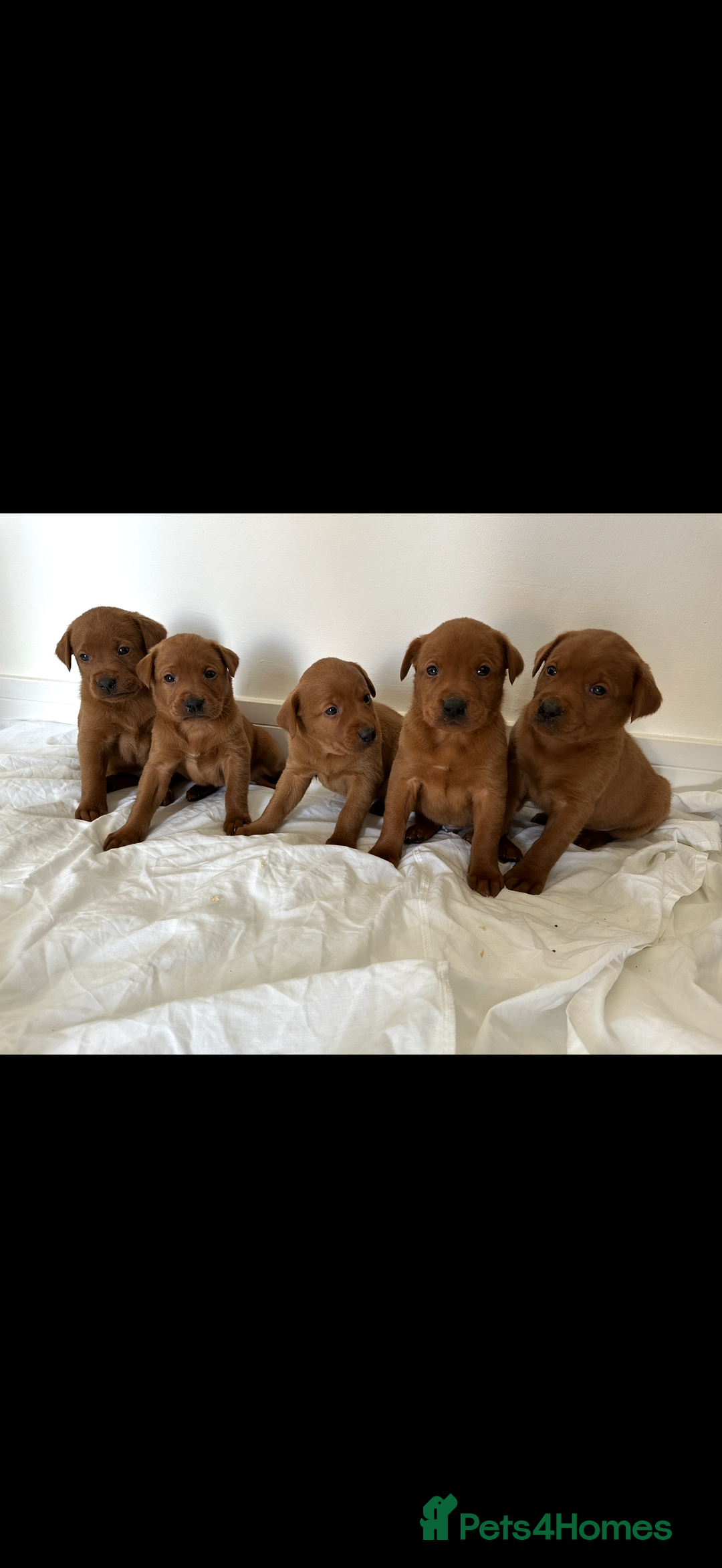 Labrador Retriever dogs for sale: KC REG DARK RED LAB PUPPIES  - Image 2