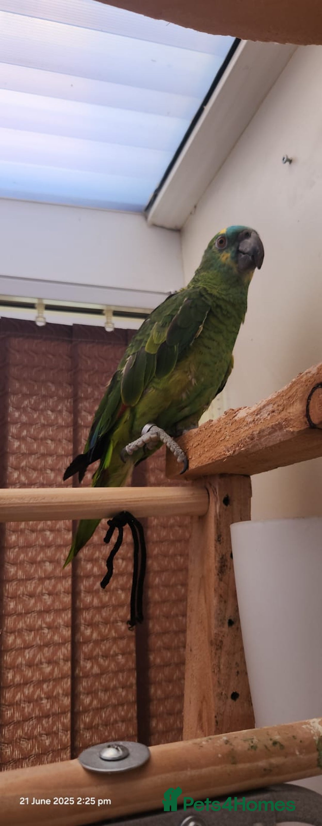 Parrots birds for sale: Stunning Blue Fronted Amazon (Cage included)  - Image 3