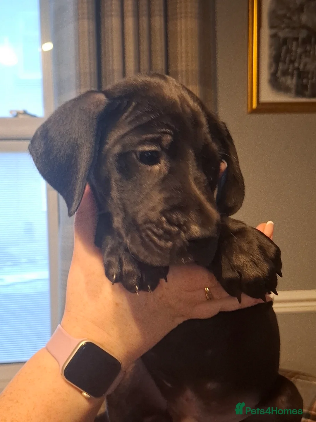 Great Dane dogs for sale: Great Dane puppies K.C Registered  - Advert 16