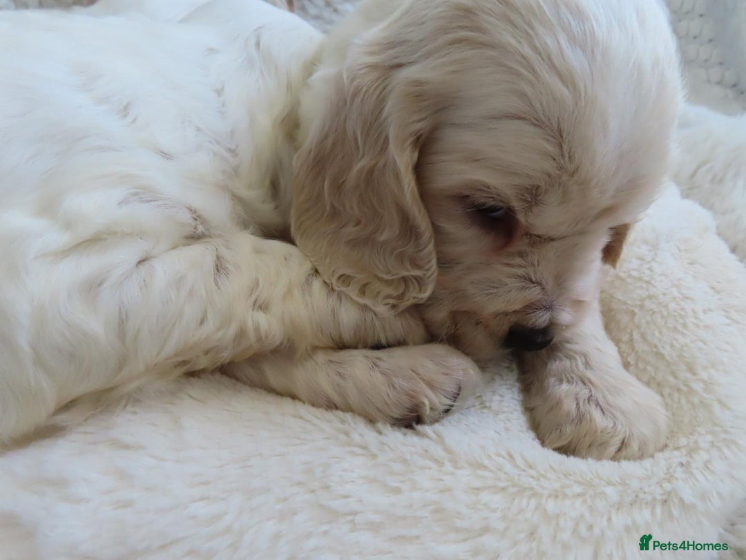 Cocker Spaniel dogs for sale: ❤️‍🔥❤️‍🔥💥Show Type Cocker Spaniel Puppies - Advert 21