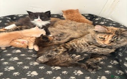 Maine Coon cats for sale: Maine coon and maine coon cross kittens ready.  - Image 17
