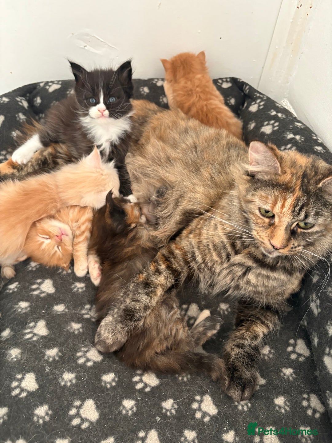 Maine Coon cats for sale: Maine coon and maine coon cross kittens ready.  - Image 17