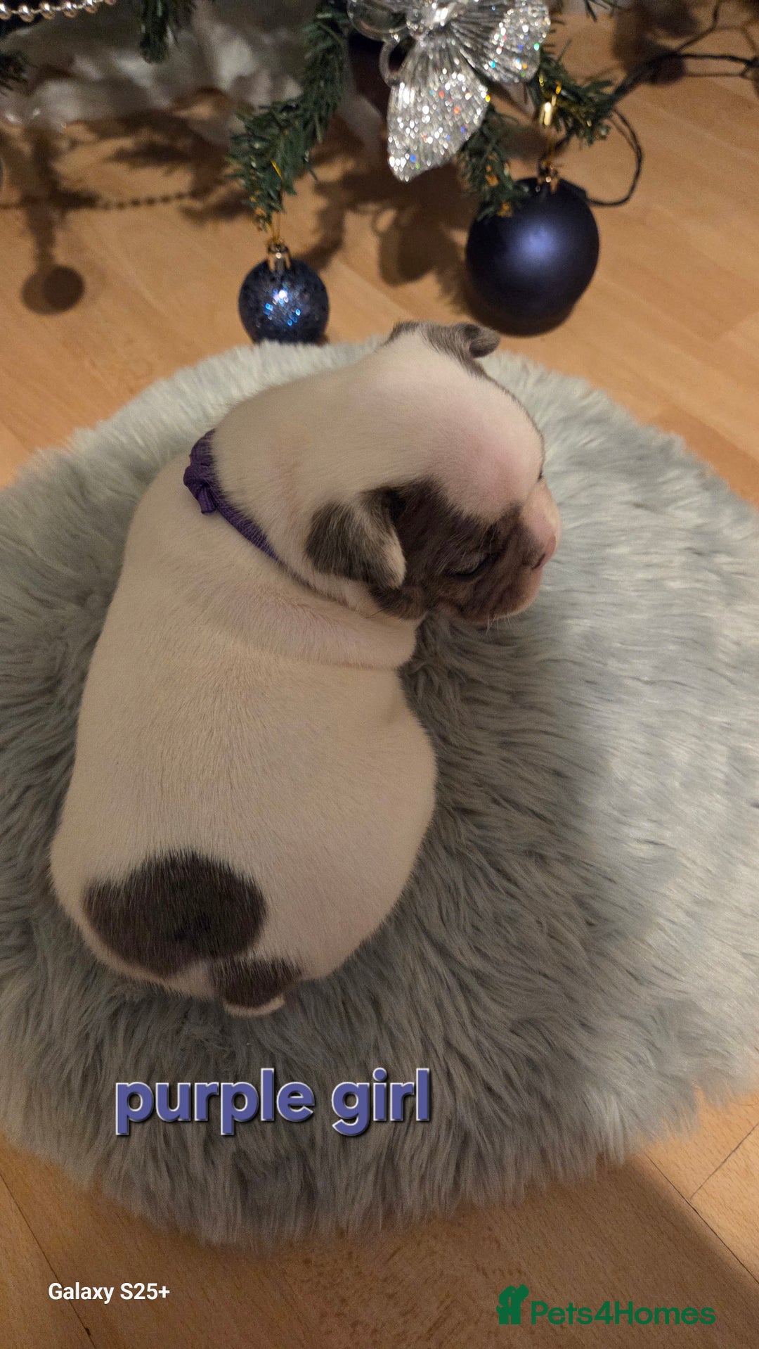 French Bulldog dogs for sale: Adorable French Bulldog puppies  - Advert 19