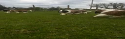 Saint Bernard dogs for sale: Saint Bernard Pups (KC Reg) in Larkhall - Advert 8