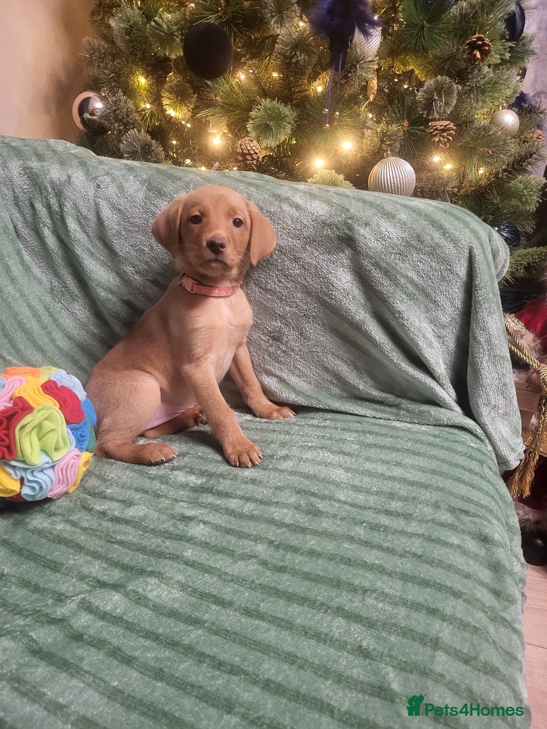 Labrador Retriever dogs for sale: KC registered labrador puppies - Advert 14